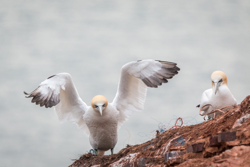 boobies, bird, waters, focus on foreground, 1080P, group of animals, morus bassanus, close up, northern gannet, head, seagull, rock, helgoland, island