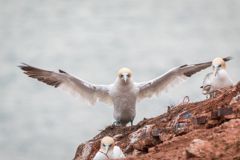 nature, rock breeder, sky, white color, group of animals, seagull, waters, island, close up, northern gannet, pelecaniformes, boobies, 1080P, animal themes