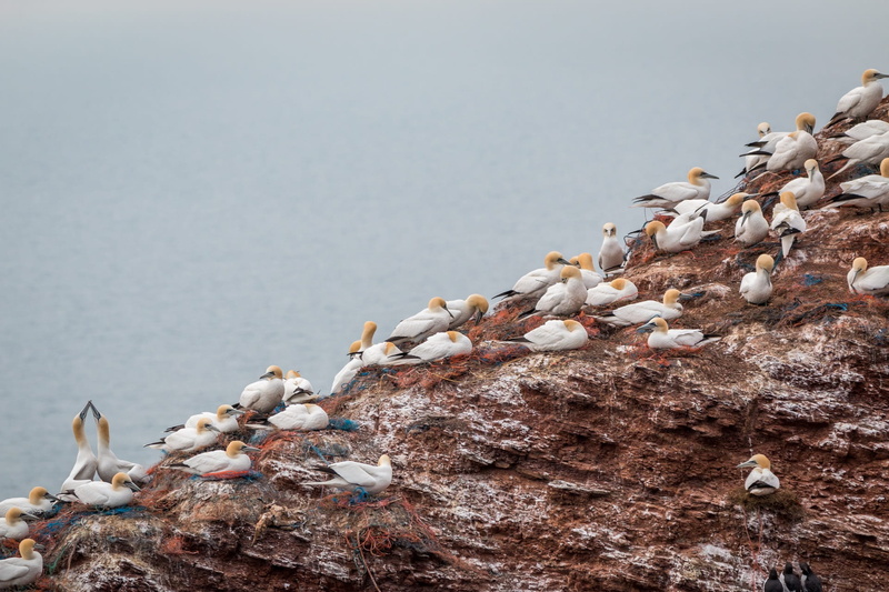 beauty in nature, island, 1080P, northern gannet, boobies, group of animals, animal wildlife, head, close up, rock breeder, helgoland, animal, perching