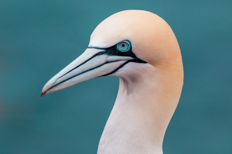 focus on foreground, water, northern gannet, island, animal, blue, animal neck, animal head, beaked, photography, waters, nature, profile view, animal eye
