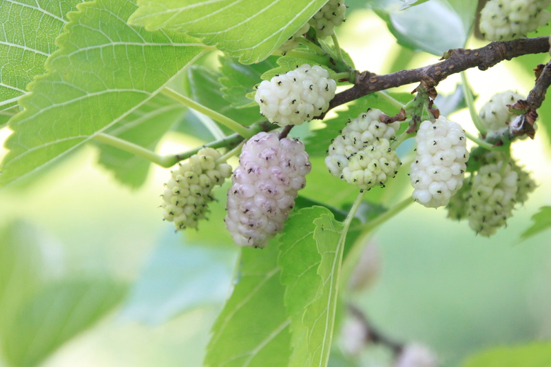 green color, branch, plant part, no people, flower head, fruit, fragility, growth, day, close-up, mulberry, white, focus on foreground, outdoors, close