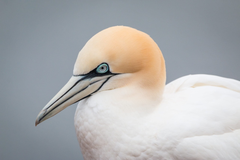 rock breeder, boobies, day, animal themes, bill, pelecaniformes, northern gannet, vertebrate, morus bassanus, bird, animal wildlife, island, looking, animals in the wild