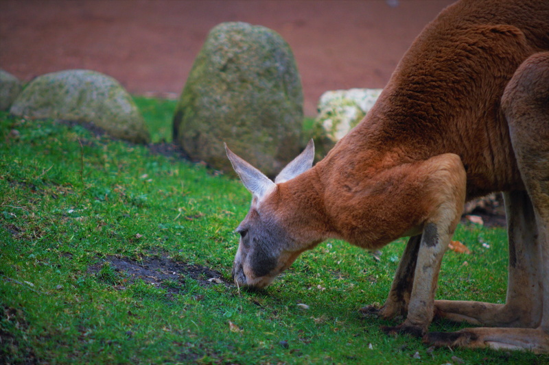 focus on foreground, animals in the wild, dresden zoo, 4K, animal themes, livestock, day, plant, side view, mammal, zoo, pets, grass, känguru, animel