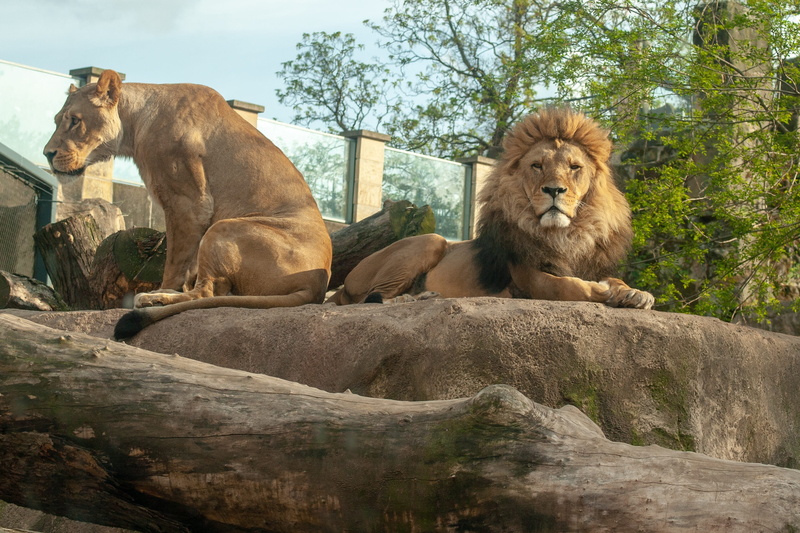 rock, zoo, lion - feline, animal themes, animels, wild, 2K, cat, female, relaxation, vertebrate, lion, group of animals, tree, feline, focus, day, background