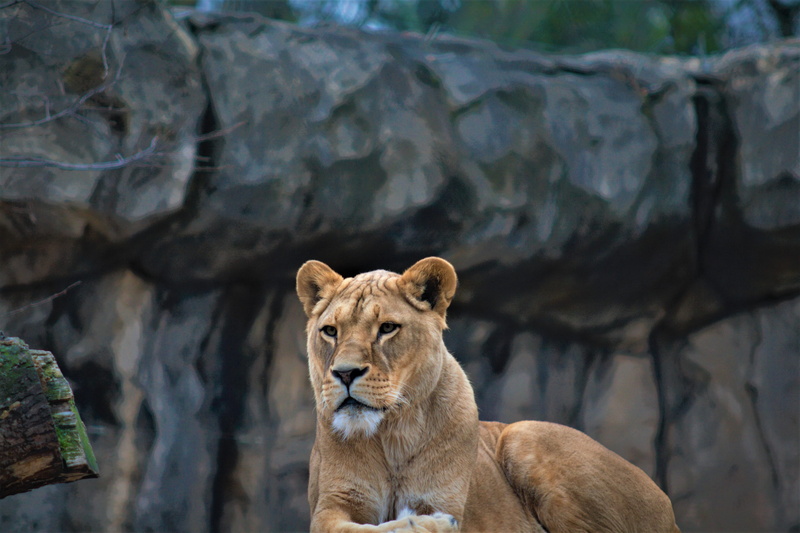 day, mammal, cat, feline, animals in the wild, solid, animal themes, focus on foreground, no people, big cat, zoo, lioness, carnivora, wildcat, animal wildlife