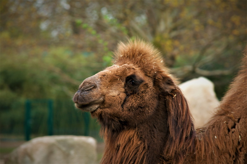 wildlife, pets, animal head, kamel, animal themes, no people, herbivorous, eye, animel, face, nature, livestock, animal wildlife, day, zoo, animal, 4K