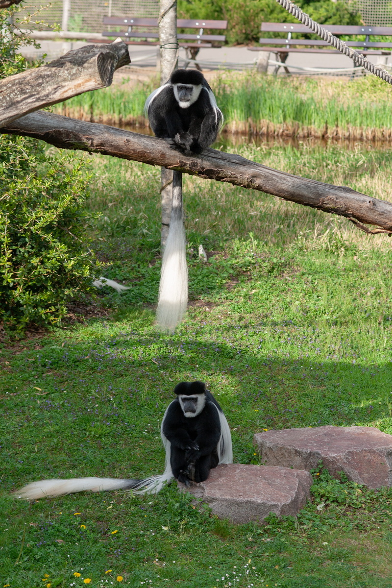 land, nature, monkeys, sitting, wildlife, representation, animel wildlife, day, statue, animal wildlife, no people, monkey, color, mammal, zoo photo, full length
