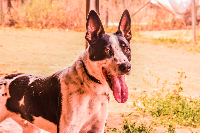 mammal, 5K, purebred dog, animels, israel, animal, canine, day, panting, land, no people, animal head, one animal, focus on foreground, dogs, sunlight