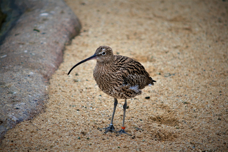 bird, nature, stones, perching, looking away, focus on foreground, animals in the wild, animal, looking, vertebrate, wildlife, outdoors, details, animel