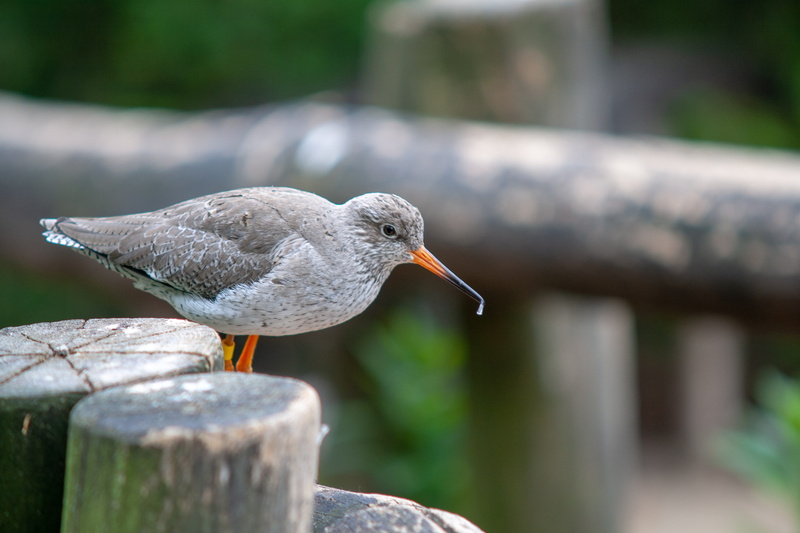 wild, animals in the wild, wooden post, vertebrate, wood - material, solid, nature, side view, one animal, post, animal wildlife, details, focus on foreground