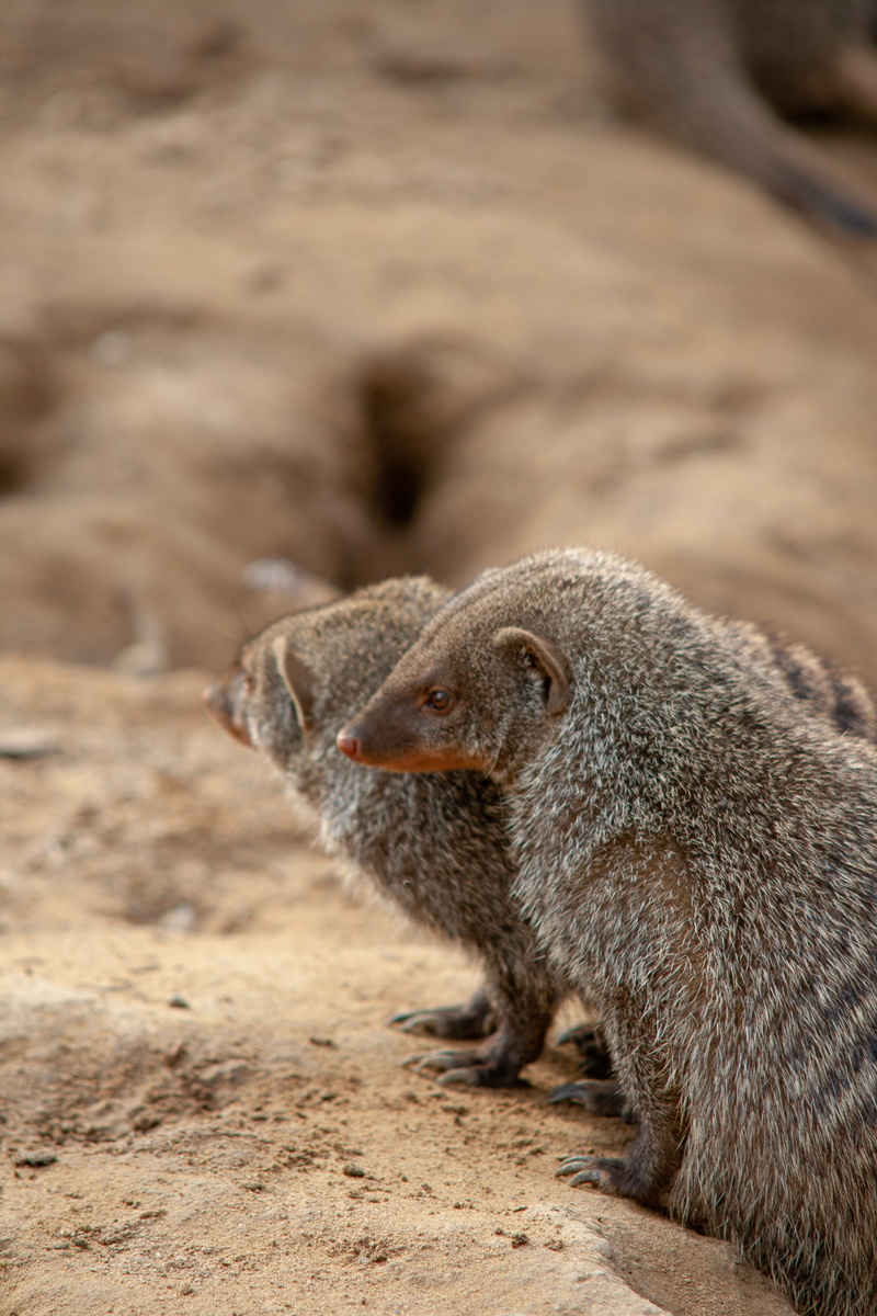 outdoors, animal wildlife, animel, 4K, mammal, vertebrate, field, profile view, no people, dresden, rodent, nature, brown, baboon, land, meerkat, side view