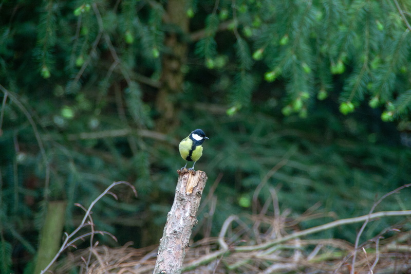 day, animal themes, bird, outdoors, 4K, tree, green color, vertebrate, focus, forest, focus on foreground, animal, animel, great tit, branch, no people