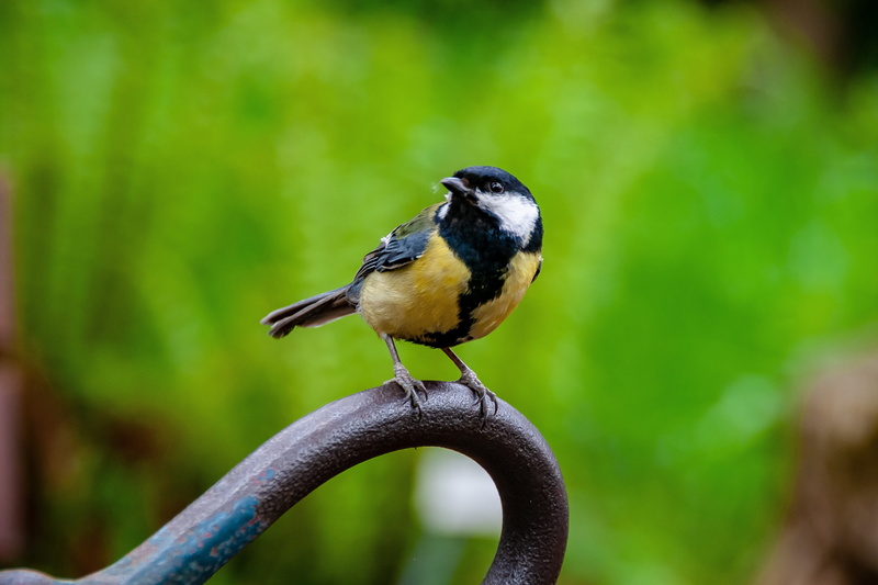 animal themes, vögel, one animal, animal, perching, great tit, metal, vertebrate, animal wildlife, 4K, beauty in nature, animals in the wild, details
