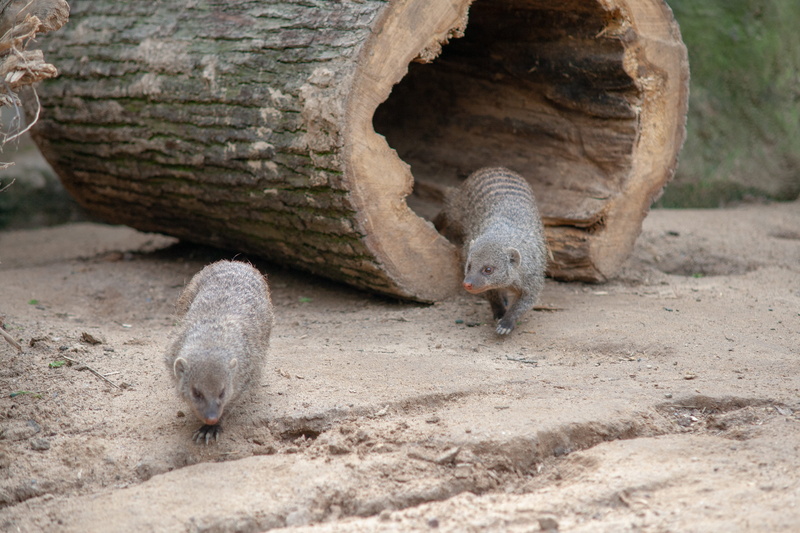 zoo, animals in the wild, no people, gray, two animals, outdoors, color, 4K, zoo animels, animal body part, animal themes, eating, animel wildlife, tree