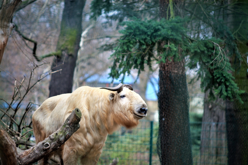 day, dresden, domestic animals, 4K, mammal, domestic, animal head, animel, vertebrate, nature, livestock, land, trunk, zoo animel, animal wildlife, one animal