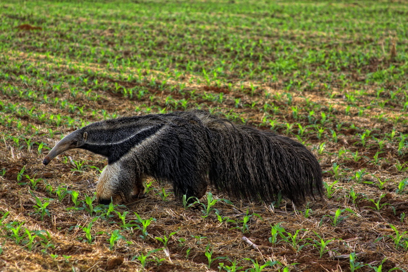 side view, domestic, brazilian cerrado, no people, outdoors, animal wildlife, animal, mammal, field, one animal, 4K, anteater, animal themes, herbivorous