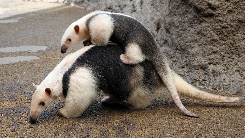 1080P, Animal, Anteater