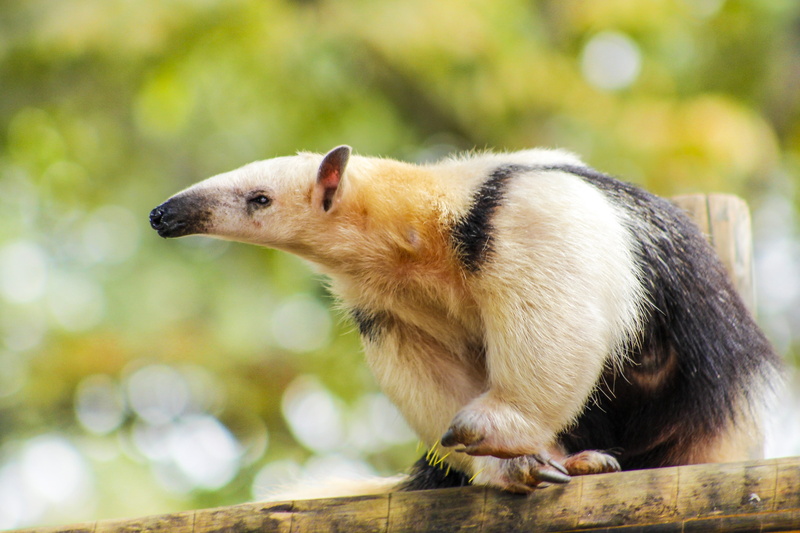 cute, animal, profile view, animal body part, nature, no people, animal photography, day, selective focus, looking, animal wildlife, 4K, tree, side view