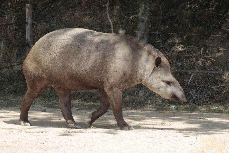 vertebrate, mammal, side view, livestock, land, animal wildlife, 5K, herbivorous, profile view, one animal, no people, outdoors, animals in the wild, domestic animals