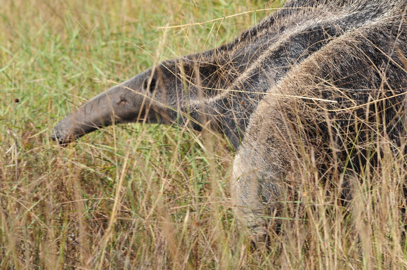 anteater, outdoors, mammal, day, animal body part, vertebrate, safari, travel destinations, 4K, animal wildlife, plant, environment, nature, animal themes