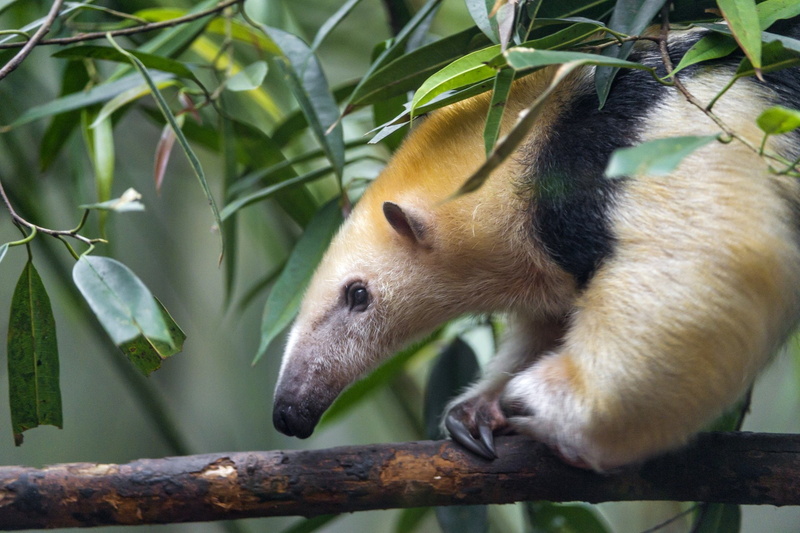 Animal, Tamandua, 1080P, Anteater