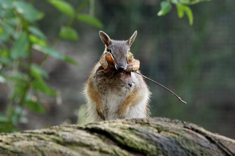 focus on foreground, foliage, 5K, rock - object, stocks, tree, animal wildlife, one animal, rock, outdoors, numbat, animals in the wild, nature, banded anteater