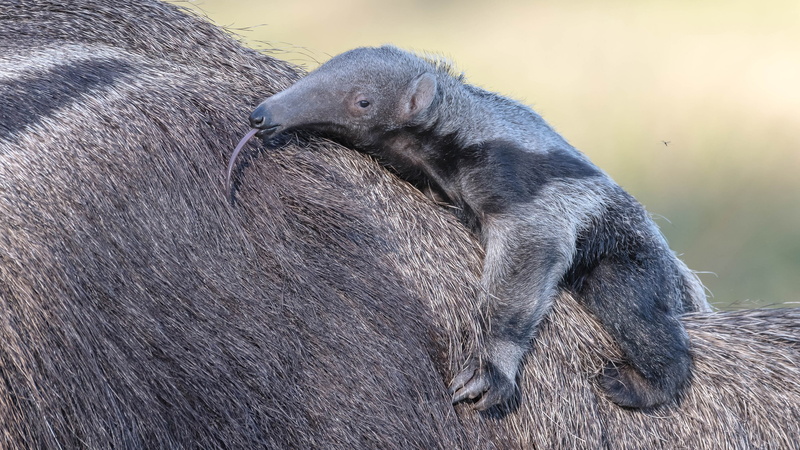 background, mother, cub, back, 4K, anteater