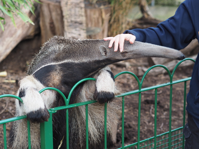 one animal, fence, domestic, herbivorous, animal wildlife, domestic animals, 4K, anteater, human body part, zoo, day, pets, outdoors, barrier, mammal