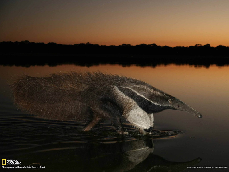 water, sunset, vertebrate, one animal, black, 1080P, wallpape, white, outdoors, tree, lake, national, reflection, animal wildlife, plant, mammal, animal themes