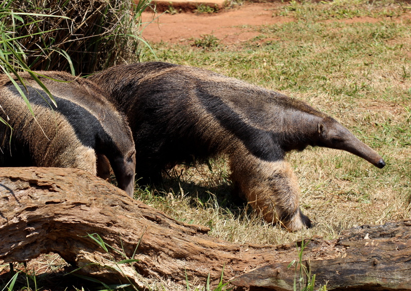 walking, relaxation, no people, mammal, pets, animals in the wild, brazilian, domestic animals, outdoors, plant, animal themes, eater termites, land, one animal