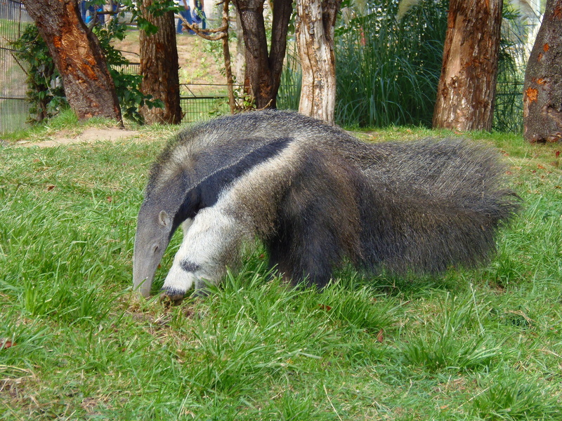 vertebrate, day, grass, green color, outdoors, land, herbivorous, trunk, one animal, anteater, plant, no people, domestic animals, ants, animal, nature