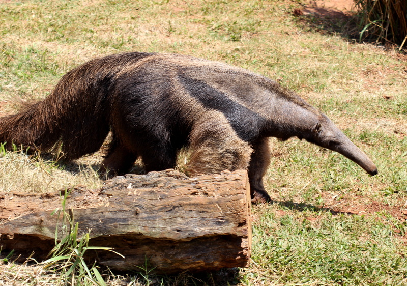 vertebrate, side view, animal themes, grass, field, mammal, animal, animal wildlife, one animal, walking, nature, plant, land, day, herbivorous, eater termites