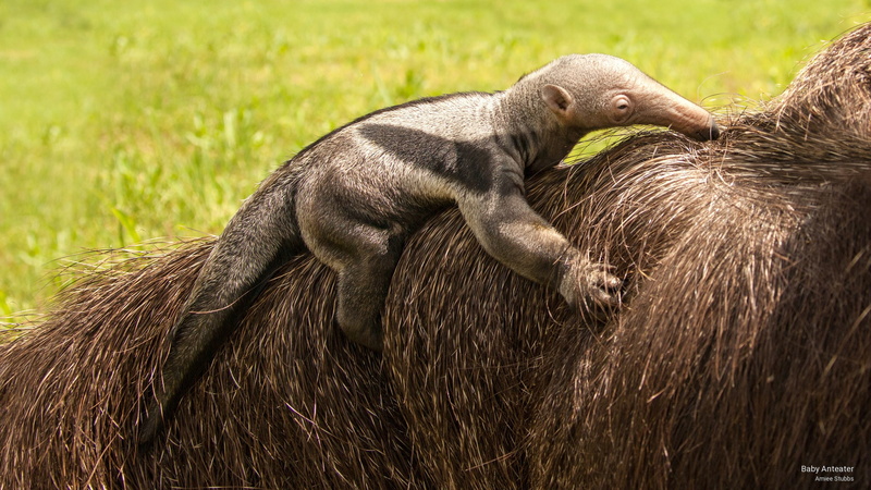 2K, Animals, anteater, baby