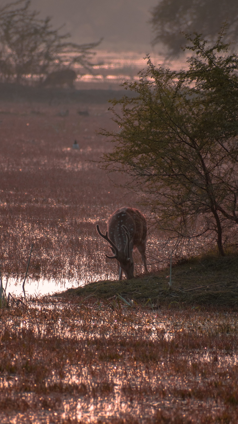 day, water, elk, zebra, sky, plant, kangaroo, animal wildlife, animal themes, 2K, antelope, gazelle, no people, outdoors, wildlife, vertebrate, one animal