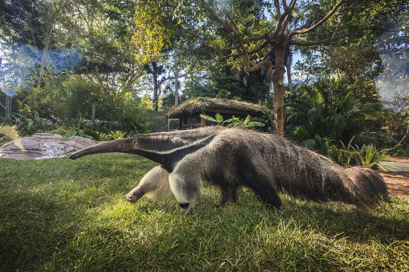 anteater, vertebrate, outdoors, animal, mammal, Vermilingua, 2K, plant, animal wildlife, grass, animal themes, domestic animals, sunlight, tree, day, no people