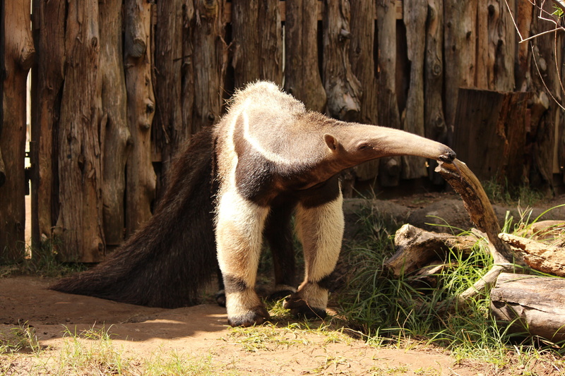 land, animal, giant anteater, wood - material, field, outdoors, mammal, herbivorous, animals in the wild, bear, zoo, ant, 5K, tongue, tree, nature, plant