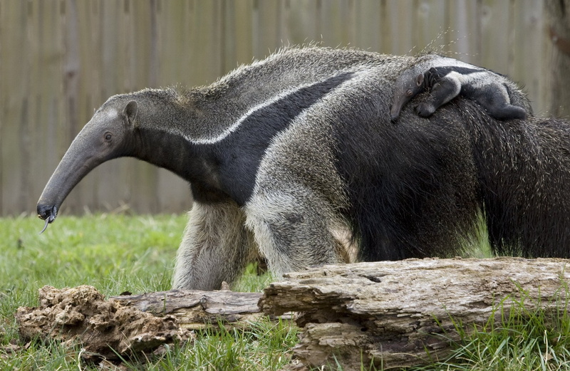 outdoors, anteater, focus on foreground, land, animal themes, nature, solid, vertebrate, one animal, animal, no people, animal wildlife, 720P, zoo, day
