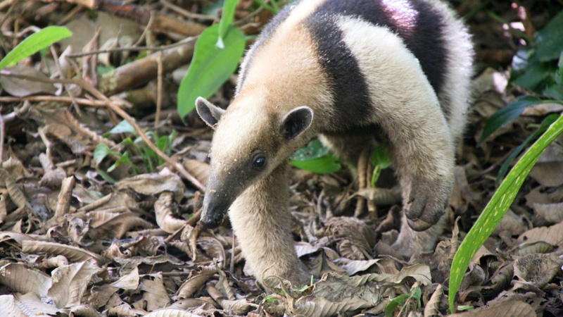 1080P, anteater, vermilingua