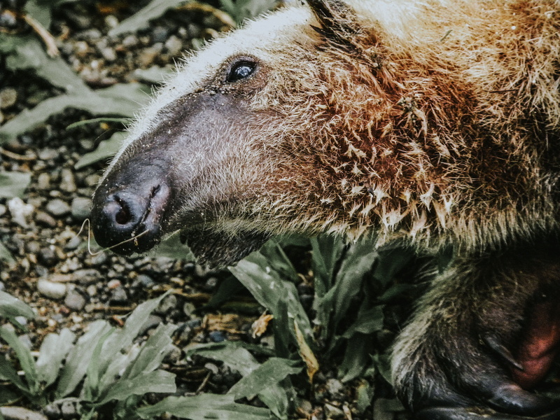food, bear, animals in the wild, animal mouth, domestic, animal body part, eating, nature, close-up, wilderness, animal hair, 4K, outdoors, anteater, rainforest