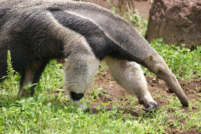vermilingua, 2K, anteater