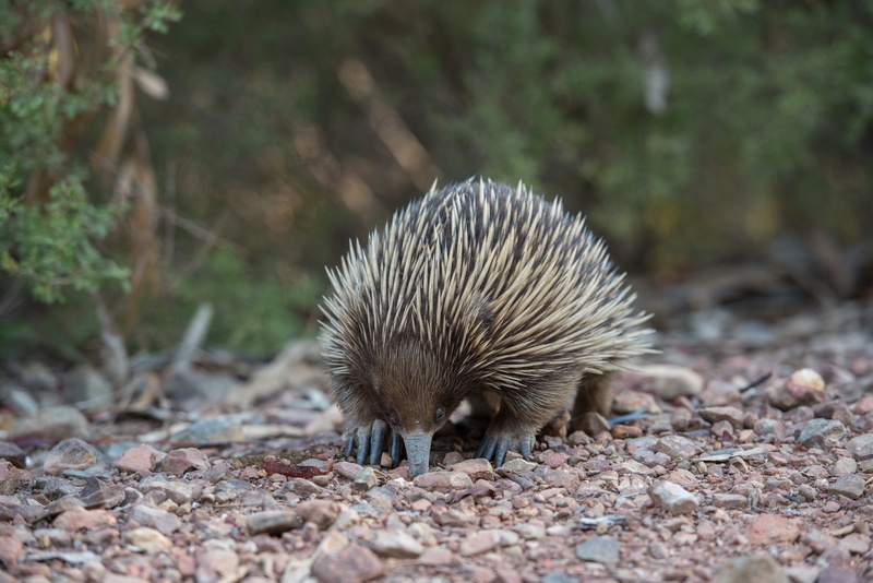 wildlife, one animal, pebble, animal wildlife, fauna, animal themes, spiny anteater, solid, australia, mammal, spiky, nature, selective focus, day, 5K