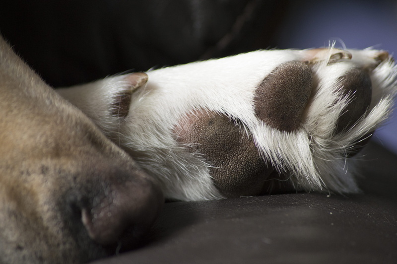 hound, paw, animal head, claw, vertebrate, domestic, animal, lying down, cat, animal themes, domestic animals, no people, puppy, 5K, close-up, sleeping