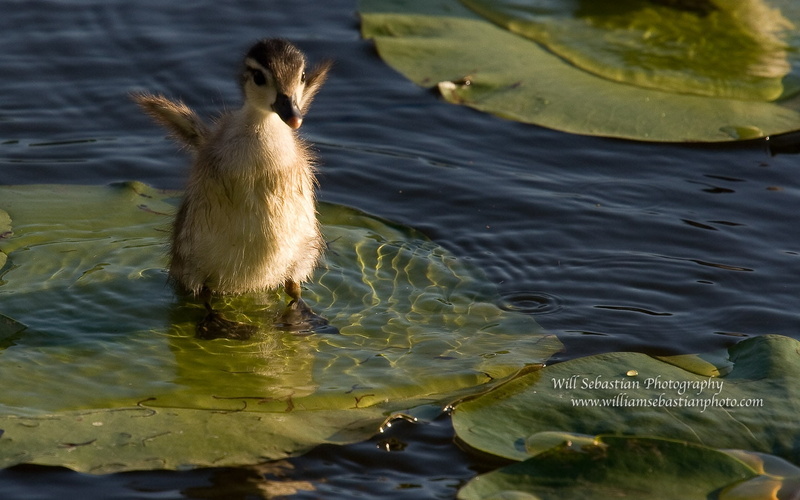 pads, art, 720P, water, x, birds, animals, baby, duckling, bro, come, lily, hd