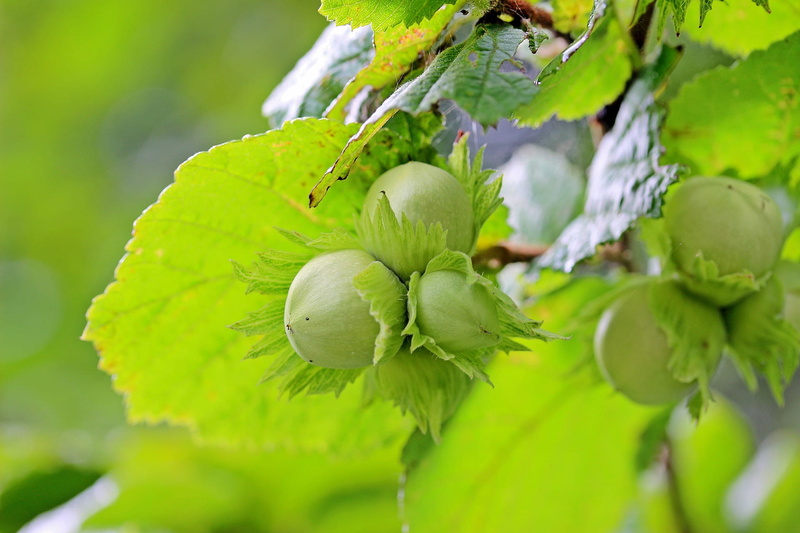 selective focus, organic, growth, outdoors, bunch, nut, fruit, vegetable, hazel, healthy eating, freshness, tree, day, no people, green color, agriculture