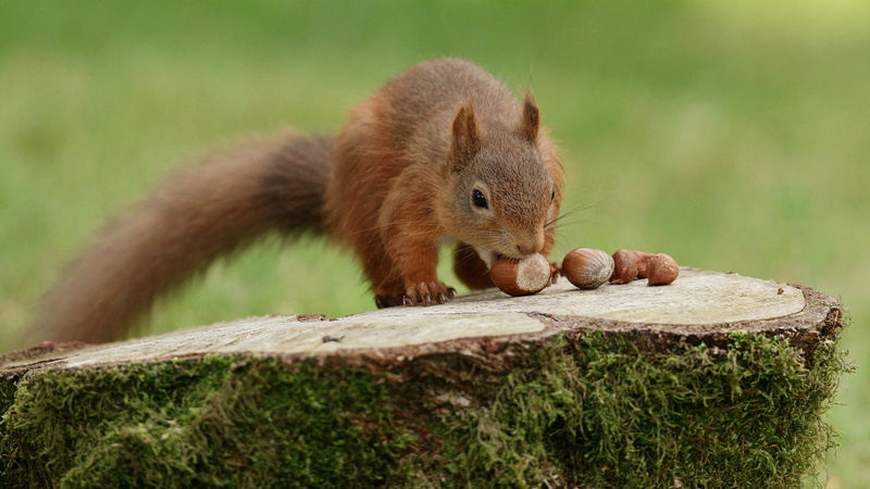 photography, outdoors, wildlife, animal, depth, 4K, squirrel, eating, hazelnut, field, cute, mammal, brown, nature, animals In The Wild, rodent