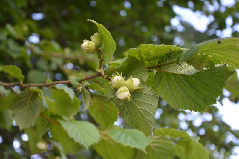 healthy eating, tree, growth, freshness, day, garden, fruit, Leaves, plant, Hazelnuts, outdoors, focus on foreground, food and drink, nature, Dried Fruit