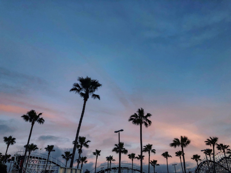 outdoors, tropical climate, sunset, nature, tropical tree, low angle view, san diego, tranquility, coconut palm tree, silhouette, tree, beauty in nature