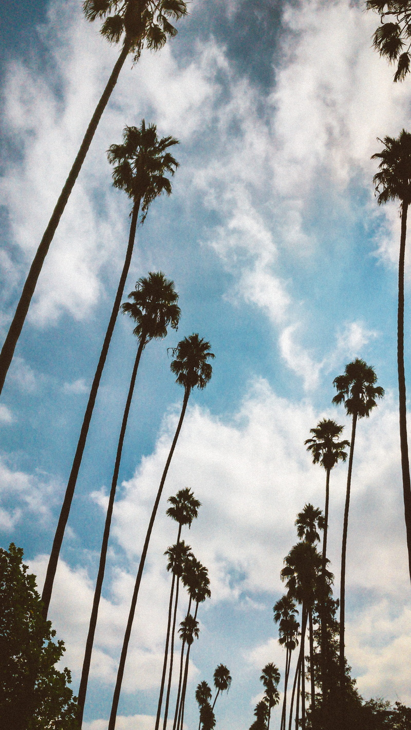 united states, tropical climate, coconut palm tree, growth, palm tree, nature, sky, silhouette, tree trunk, tranquility, beauty in nature, trunk, low angle view