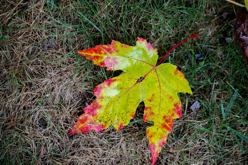 leaf, plant part, 5K, plant, high angle view, change, nature, yellow, growth, day, field, berea, leaves, united states, beauty in nature, outdoors, land