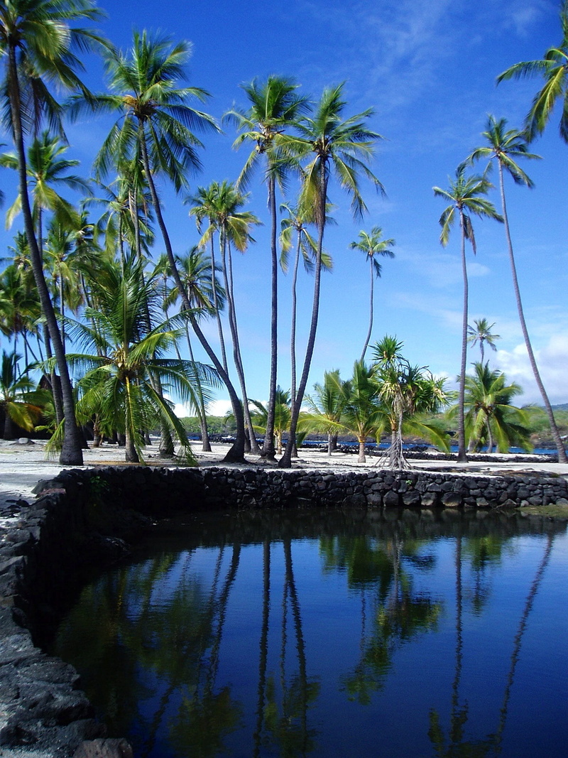 tropical tree, tropics, tropical climate, sky, harbor, near, pond, plant, tranquil scene, growth, palms, tree, beautiful, water, stream, scenics - nature